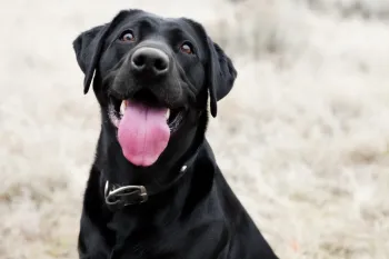 Black lab looks at camera with tongue out