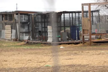 Outdoor dog kennels in poor condition