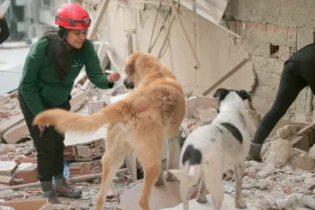 Humane Society International team with stray dogs