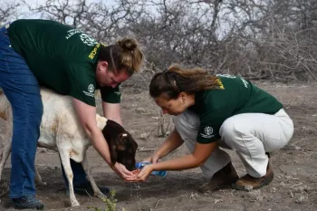 Two people from Humane Society International offer fresh water to a weak sheep