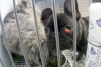 Sick puppy at a Michigan Petland store