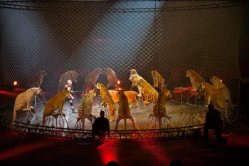 Ringling borthers circus tiger act