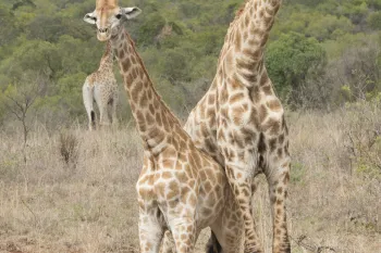 Two giraffes stand close together in a dry, grassy savanna, with a third giraffe visible in the background