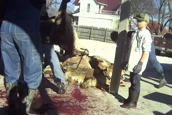 A child watches as dead coyotes are piled up after a killing contest