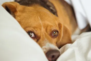A dog peeking out from under a duvet.