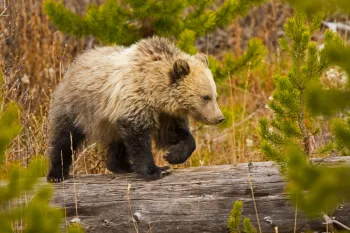 A bear with a light-colored hump on its back walks across a fallen log in a forest, filled with dry grasses and green pine branches.