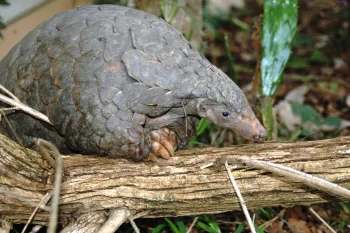 A pangolin on a log.