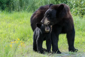 A bear and her cub in a grassy field with small yellow flowers