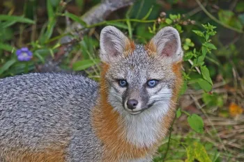 A gray fox with striking blue eyes and reddish-brown fur around its neck, set against a backdrop of green foliage and a small purple flower.
