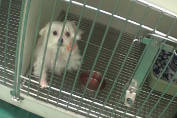 Maltese dog in cage at Petland store