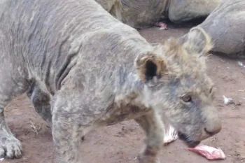 A young lion kept captive for cub petting has patchy, thin fur