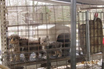 Three dogs in a rusty metal cage, with a white doghouse in the background. The cage is outside, with trees and cloudy sky visible through the bars.