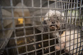 Puppy mill rescue pup