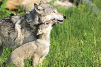 A wolf pup licks the mouth of an adult wolf