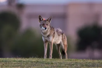 Coyote in the neighborhood