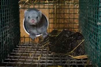 A mink in a wire cage on a fur farm, documented in an effort to expose the cruelty of the fur trade.