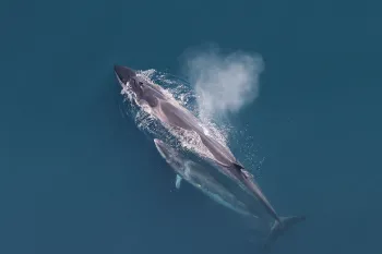 A fin whale mom with swimming with their calf