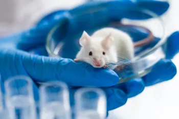 Mouse held in a petri dish