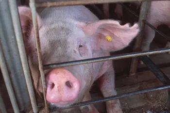 Pig in a gestation crate on a factory farm