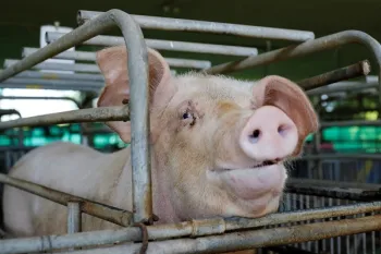 The face of a pink pig peering through the bars of its enclosure. The pig has light pink skin, floppy ears, and a prominent snout with dark nostrils.