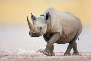 A rhino in the wild, illustrating the need for anti-poaching measures and Humane World for Animal's conservation efforts.