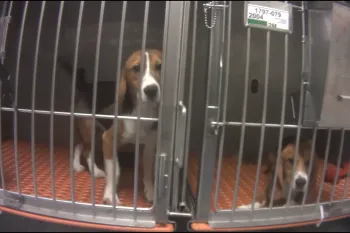 Two dogs lay in a cage awaiting testing