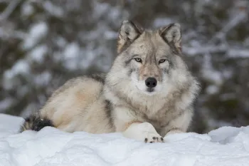 Wolf in the snow