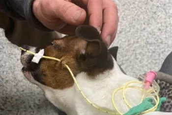 A sick Petland dog with an iv