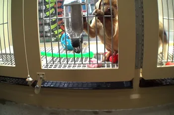 A puppy standing in a wire cage at a pet store