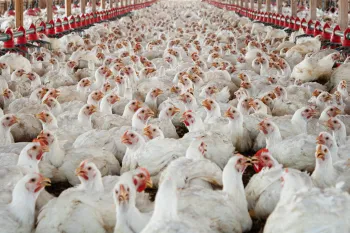 Hundreds of chickens packed together at a broiler farm