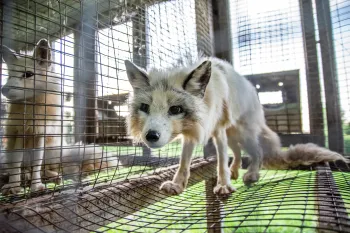 A fox stands in a cramped wire cage at a fur farm