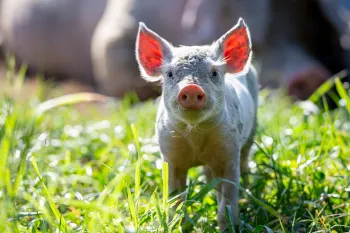 A young pig stands in an open field