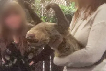 Two patrons hold a distressed sloth at Sloth Encounters