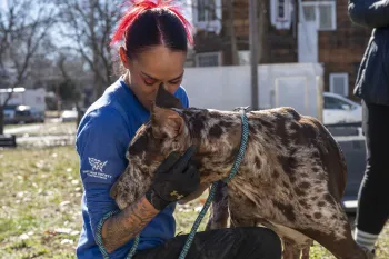 Animal rescue responder greets a dog