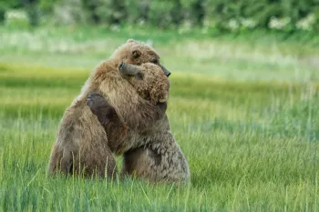 Two bears hugging during a bout of play fighting