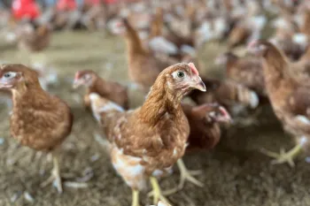 An egg-laying hen on a cage-free farm