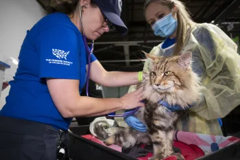 A cat is examined for injuries after being rescued