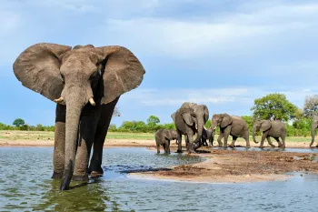 African elephant group drinking at a waterhole