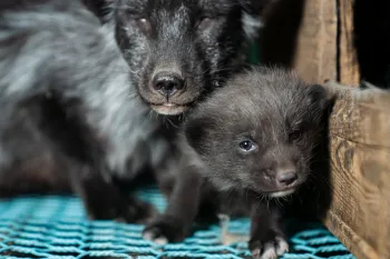 Photos taken on two fur farms in Finland as part of an investigation into the cruelty of fur farming