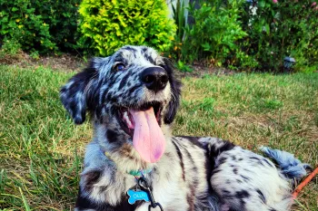 A dog lounges outside in the grass with their tongue hanging out