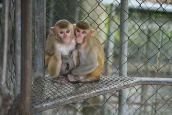 A pair of 1-year old macaque siblings sit in an enclosure at a wildlife detention center 