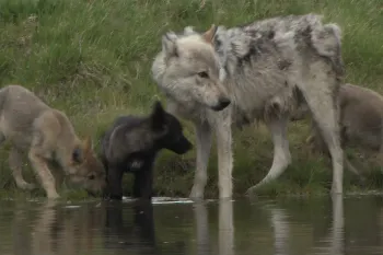 A group of wild wolves gather by a body of water