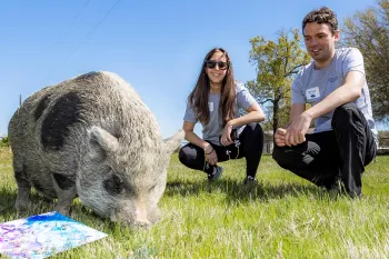 Humane Society of the United States donors Laura & Michael Boswerger look on as a rescued pig grazes and paints during enrichment exercises at Black Beauty Ranch