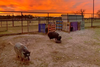 Black Beauty Ranch at sunrise.