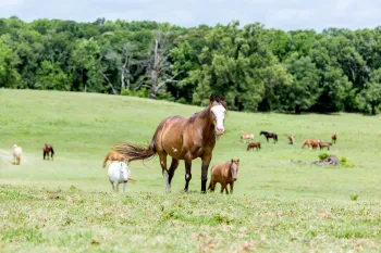 Horses grazing in Black Beauty Ranch's Grand Pasture