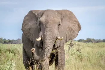 African elephant standing in a field