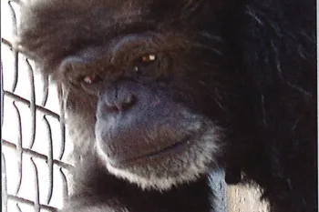 A chimpanzee in a cage