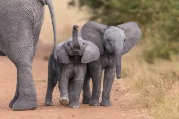 Young elephants walking in the wild