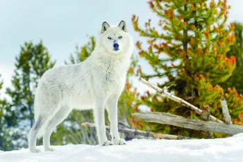 Gray Wolf standing in snow, looking at camera