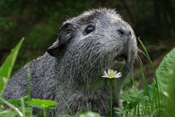 A guinea pig rests in a patch of grass